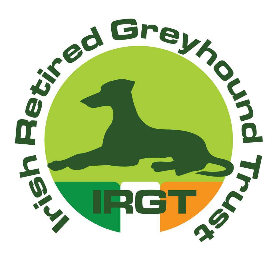 Icon, a Greyhound looking for a home through Irish Retired Greyhound Trust (IRGT)